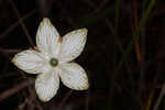 Largeleaf grass of Parnassus